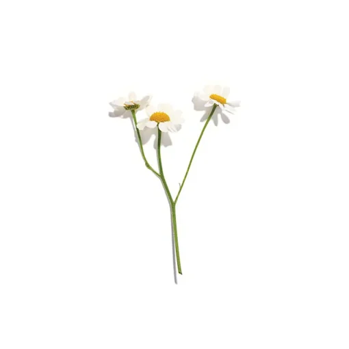 Chamomile Tea