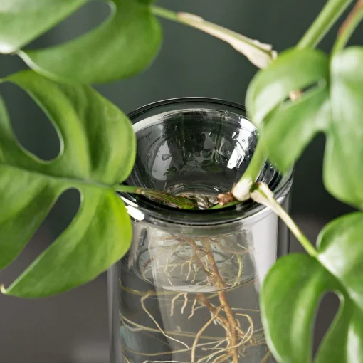 Propagation Vase